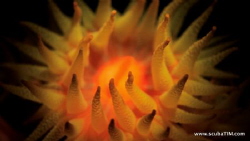 s95+handheld torch+stacked close-up leanses...

uncropp... by Tim Ho 